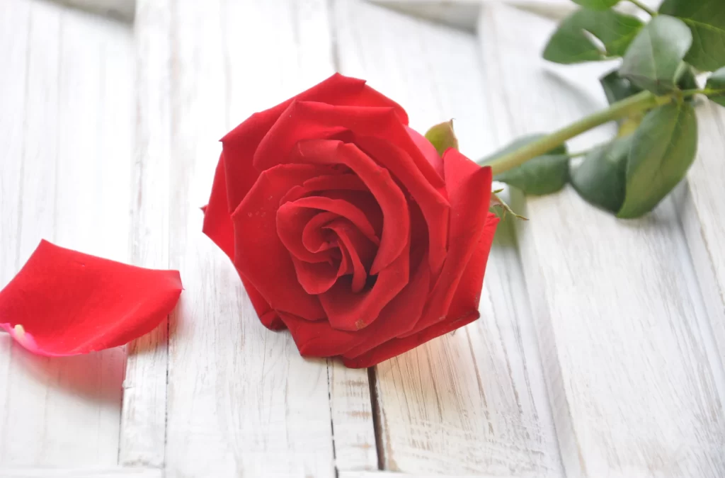 Red Rose Petals Green Stem White Wood