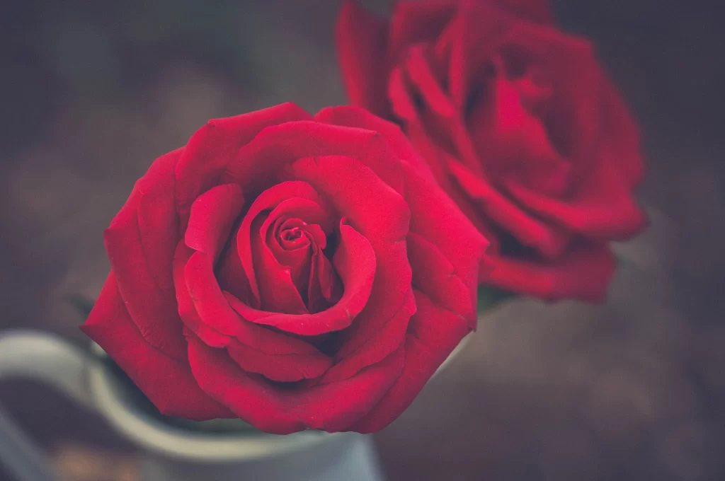 Red Rose Petals Green Stem White Vase