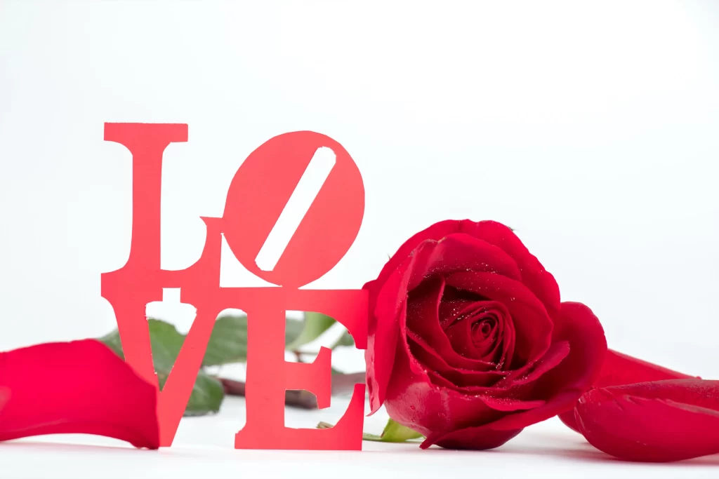 Red Rose Petals Green Stem White warm Background