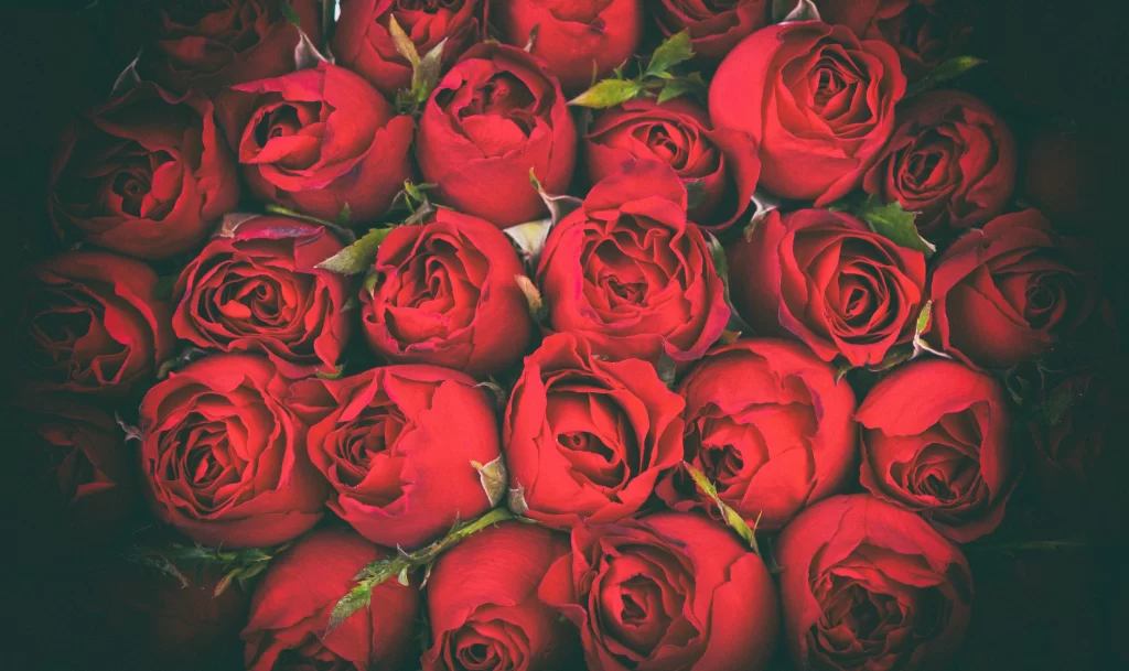 Red Rose Petals Green Stem Dark warm Background