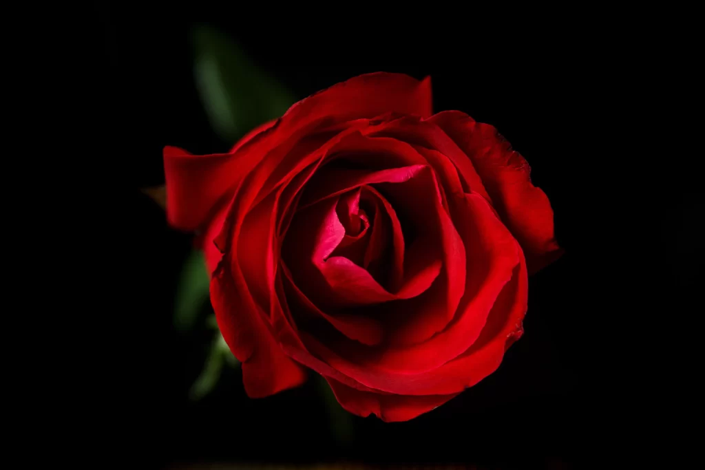 Red Rose Petals Green Stem Black dark Background
