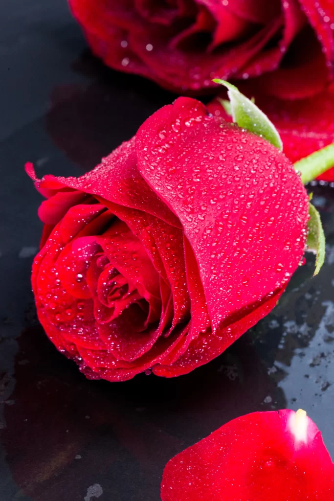 Red Rose Petals Green Stem Dewdrops Dark Background