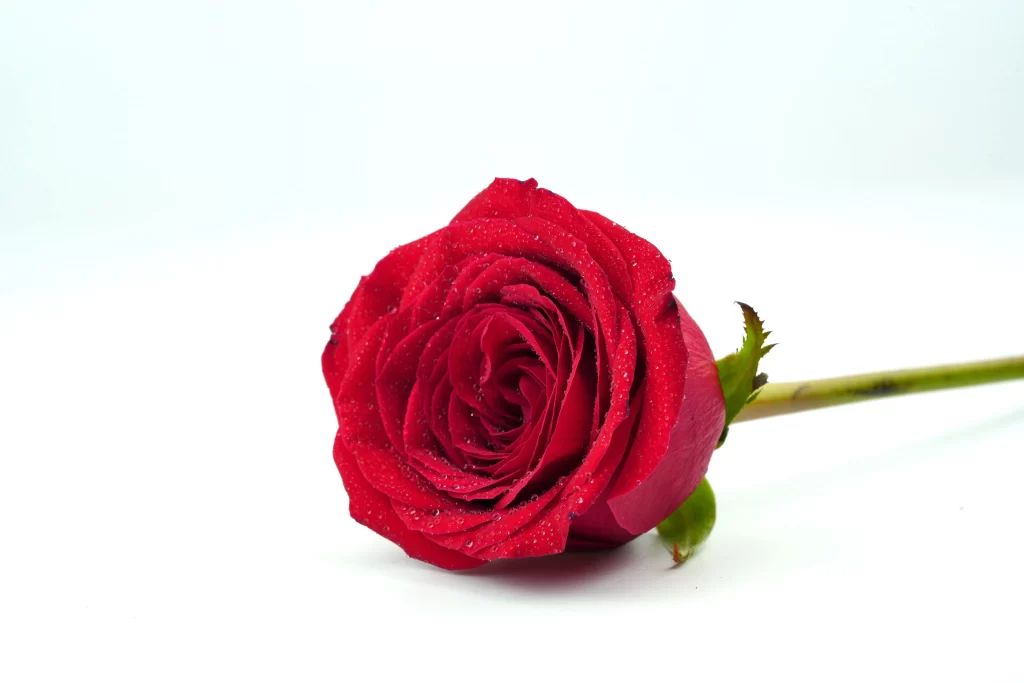 Red Rose Petals Green Stem White Background
