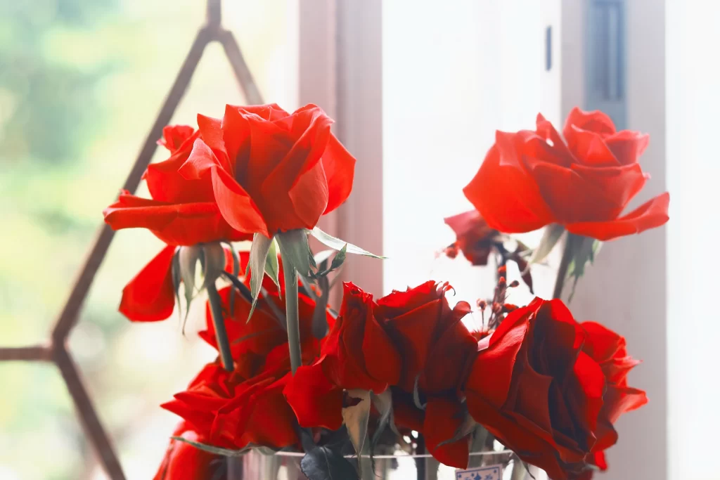 Red Rose Petals Green Stem White Window