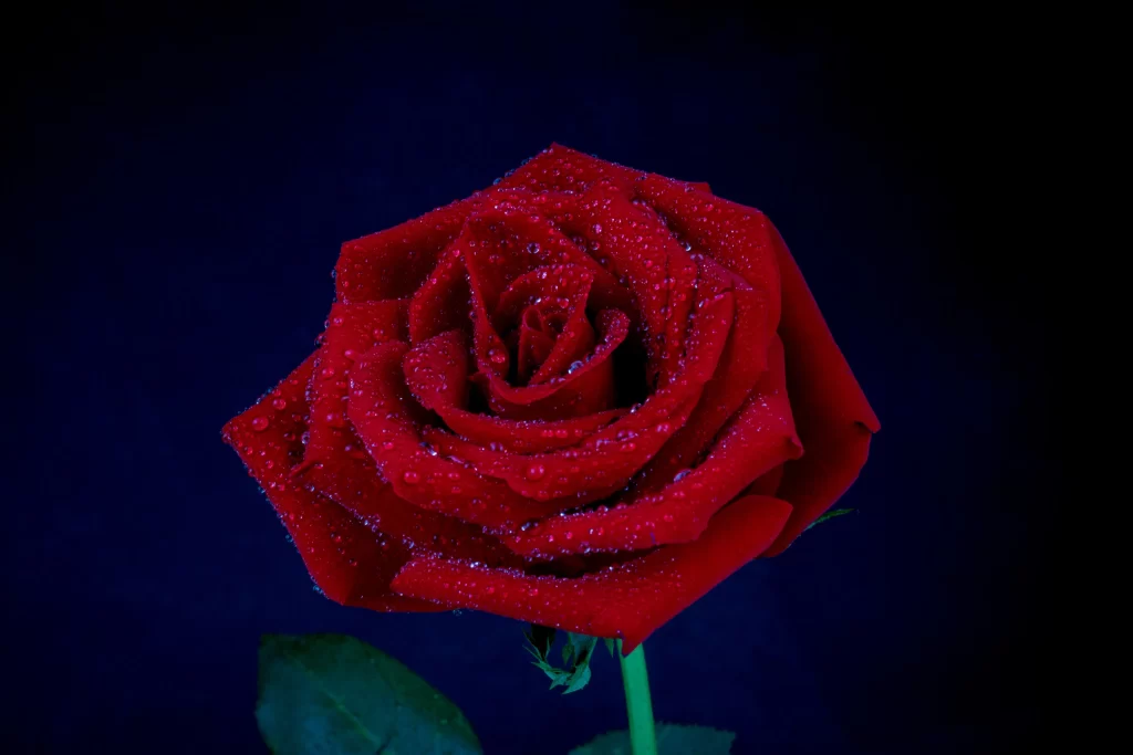 Red Rose Petals Green Stem Blue dark Background