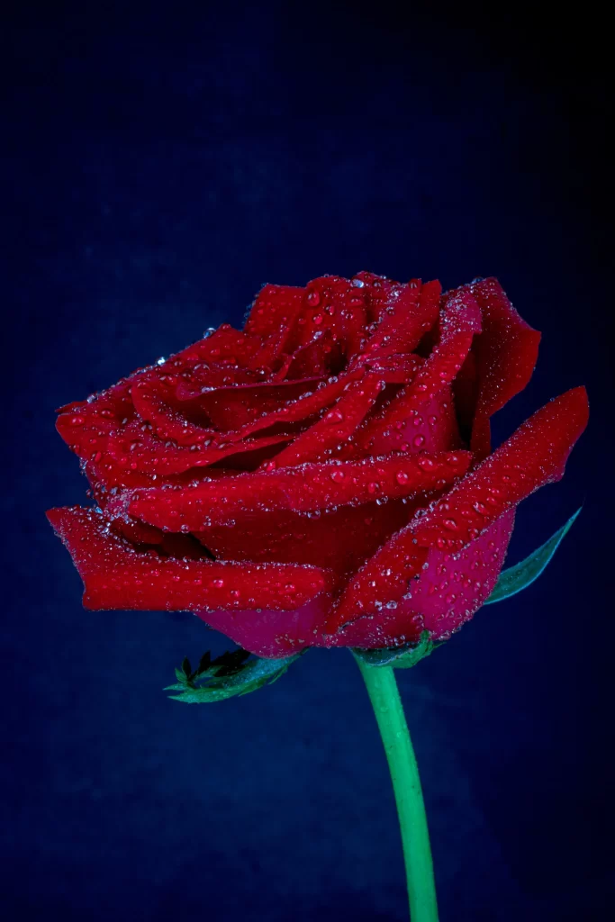 Red Rose Petals Green Stem Blue dark Background