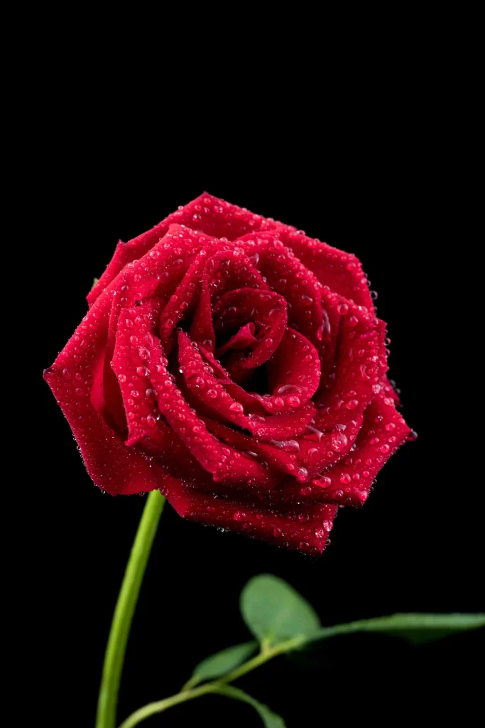 Red Rose Petals Green Stem Black dark Background