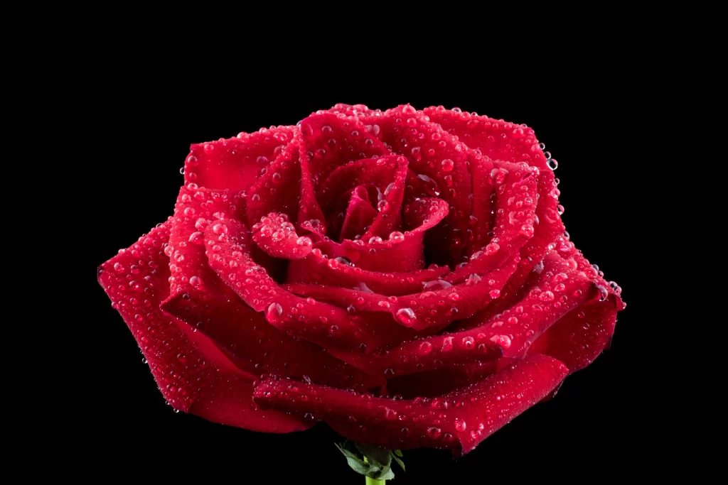 Red Rose Petals Green Stem Black dark Background