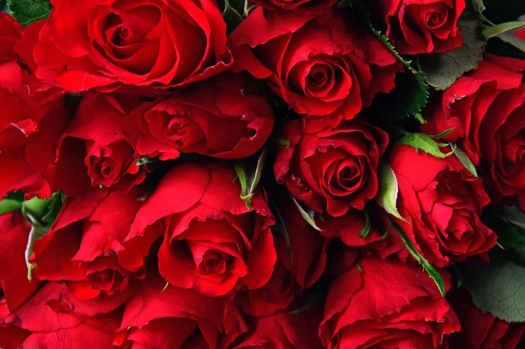 Red Rose Petals Green warm Leaves
