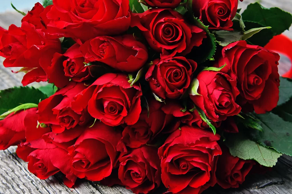 Red Rose Petals Green warm Leaves