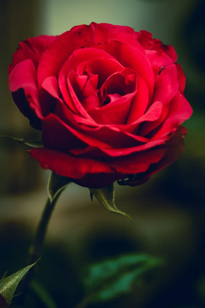 Red Rose Petals Green warm Stem