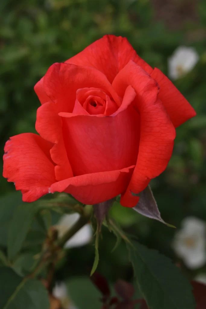 Red Rose Petals Green warm Leaves
