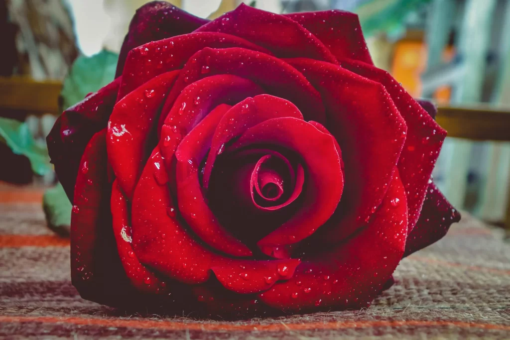 Red Rose Petals Green warm Leaves