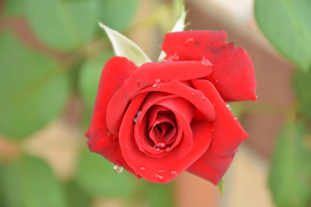 Red Rose Petals Green warm Leaves