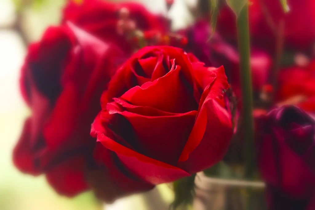 Red Rose Petals Green warm Stem