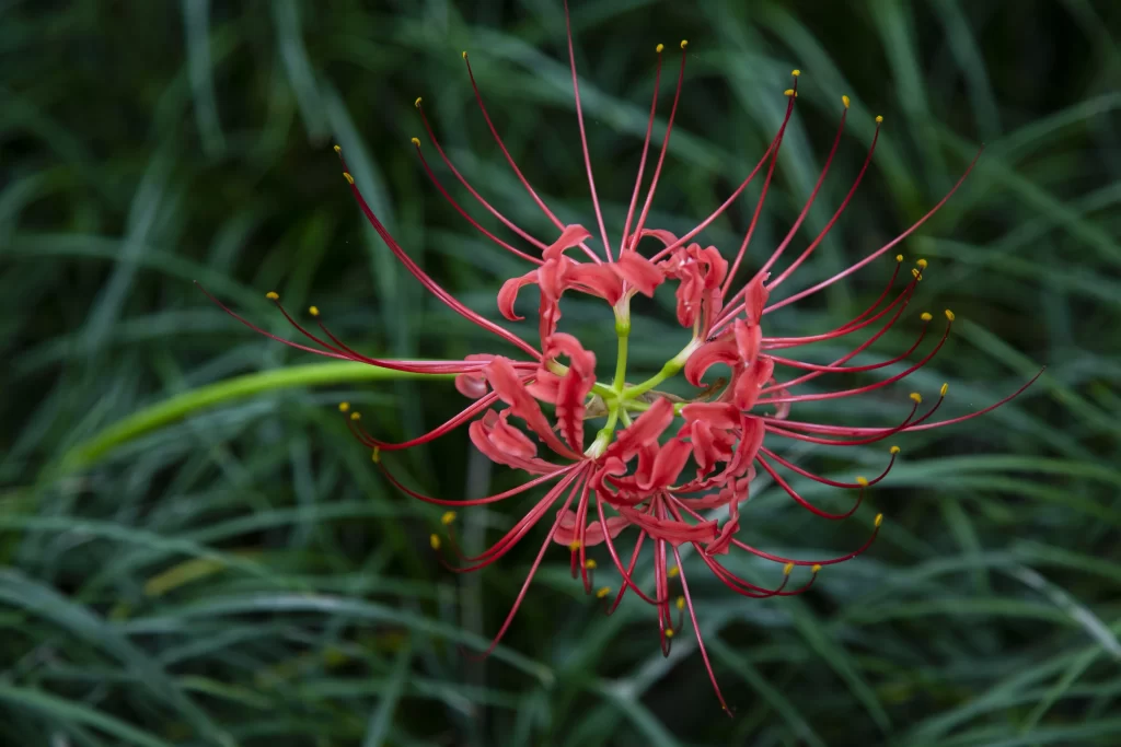 Red Spider Lily Green Grass