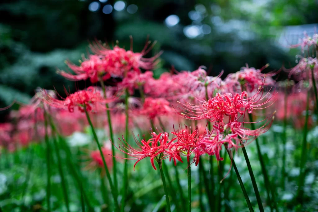 Red Spider Lily Green Stem Dewdrops Nature