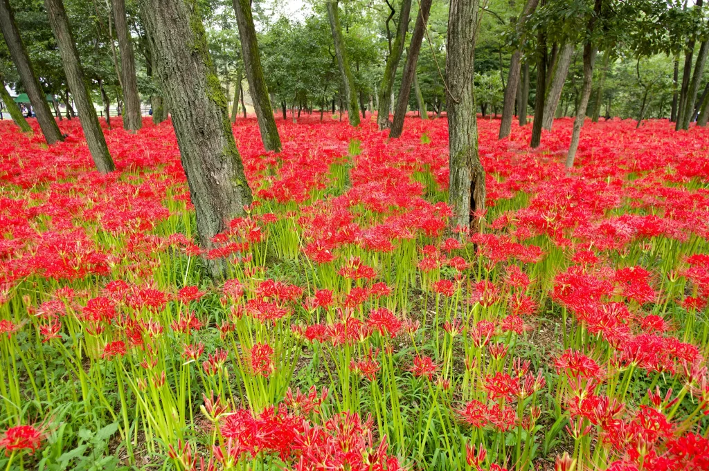 Red Spider Lily Green Stems Brown Trees