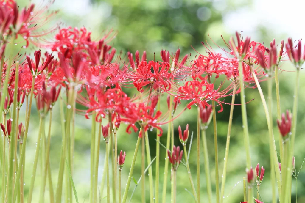 Red Spider Lily Green Stem warm Dewdrops