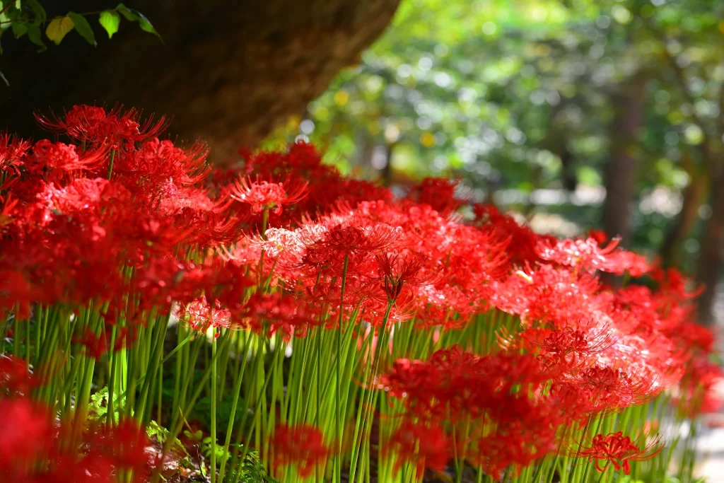Red Spider Lily Green Stem Sunlit Forest
