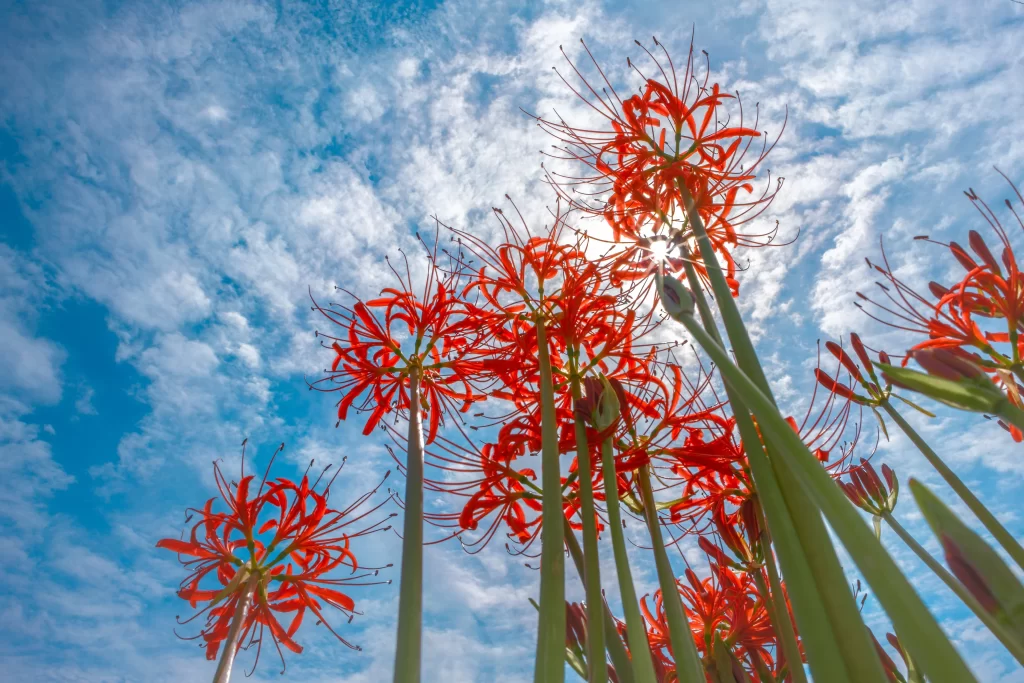 Red Spider Lily Green Stems Blue Sky White Clouds