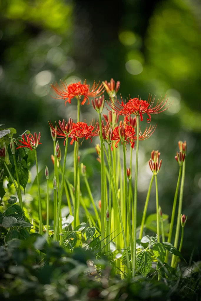 Red Spider Lily Green Stem Green Leaves