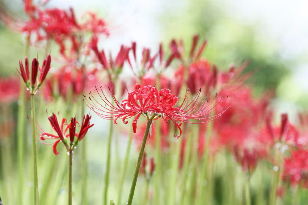 Red Spider Lily Green Stem warm Dewdrops