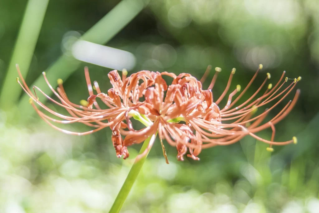 Red Spider Lily Orange Petals Green Stem