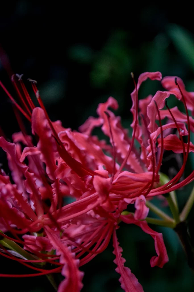 Red Spider Lily Petals Dark warm Background
