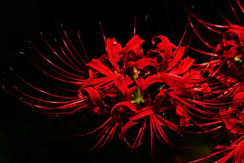 Red Spider Lily Petals Dark Background