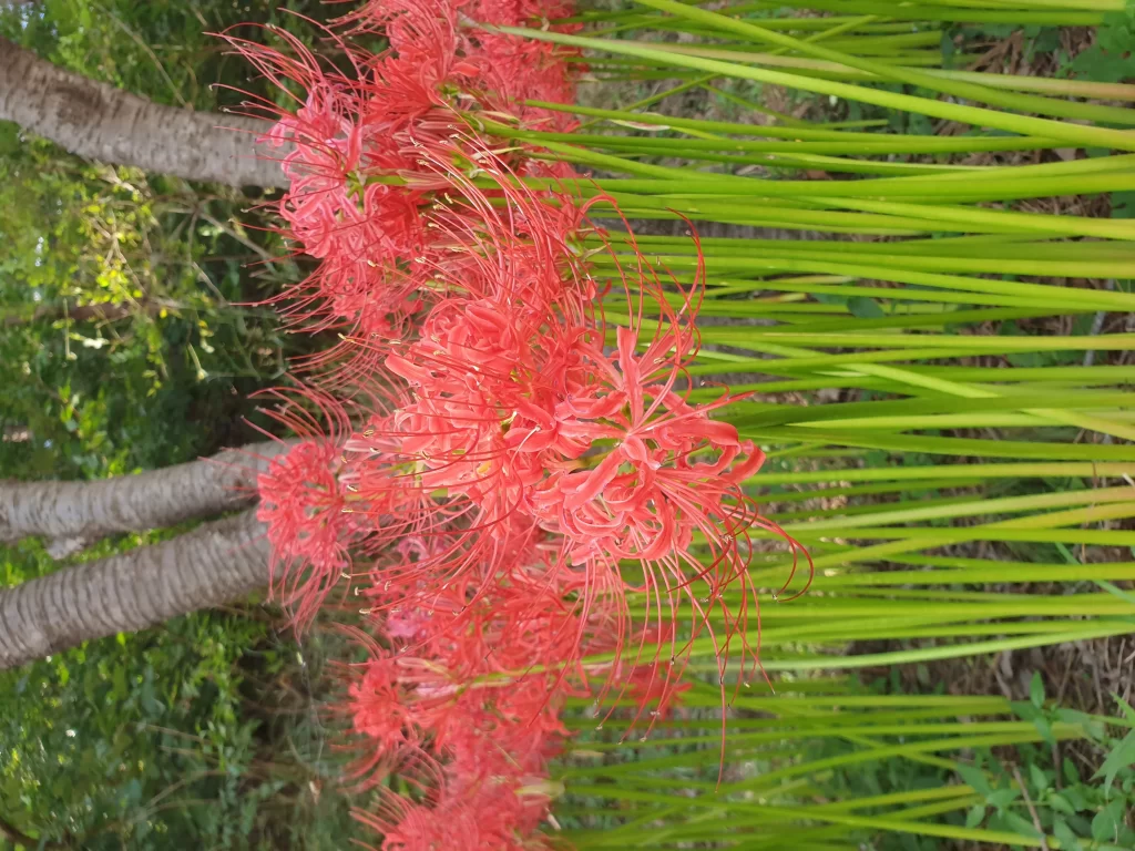 Red Spider Lily Petals Green Stems Brown Trunk