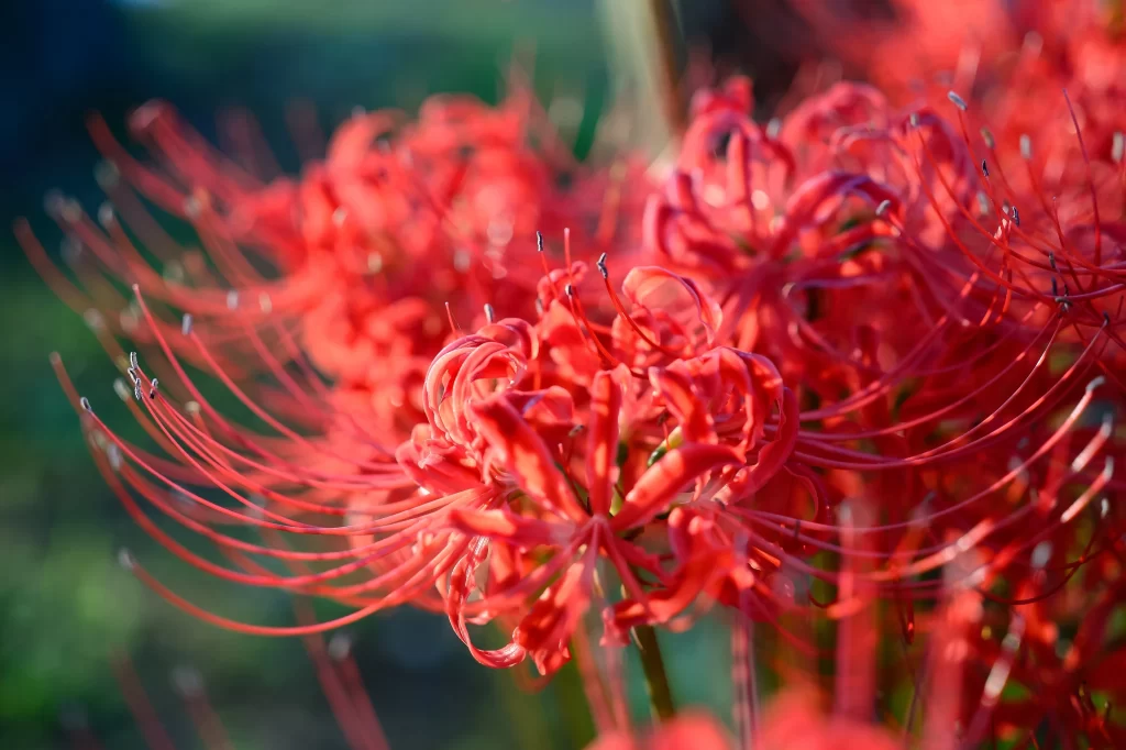 Red Spider Lily Petals Green Background