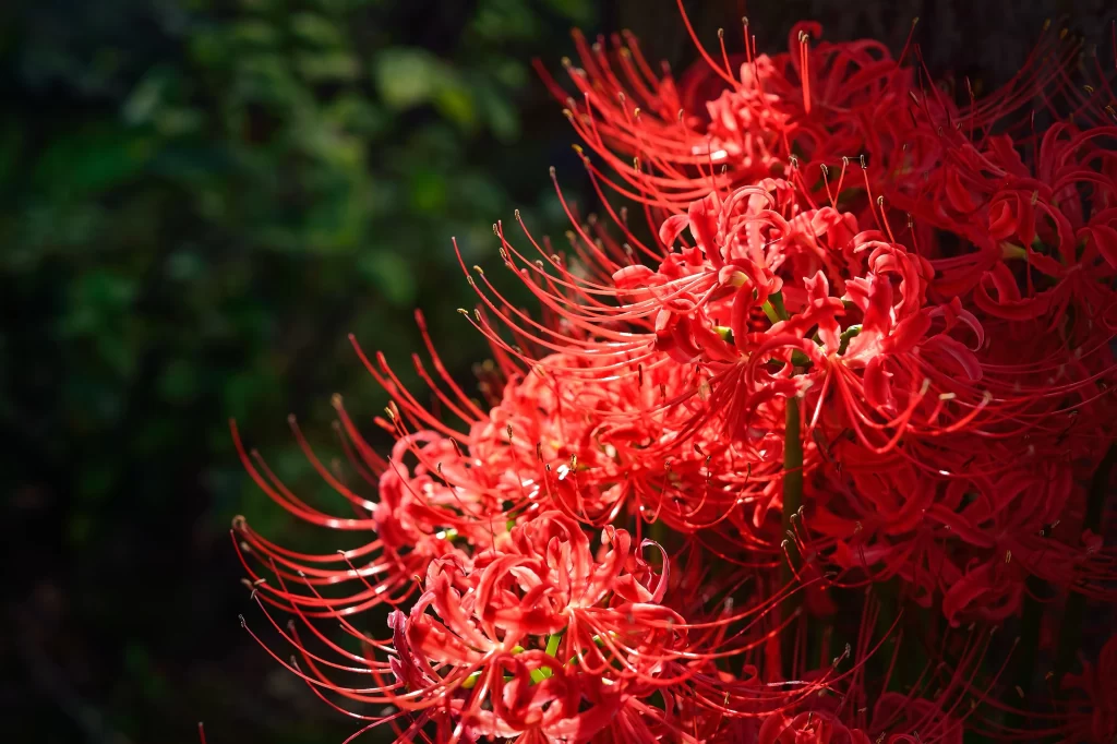 Red Spider Lily Petals Green warm Foliage
