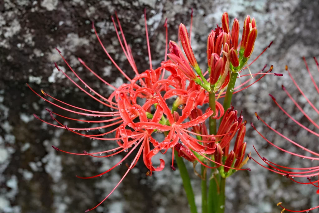 Red Spider Lily Petals Green Stem Grey Rock
