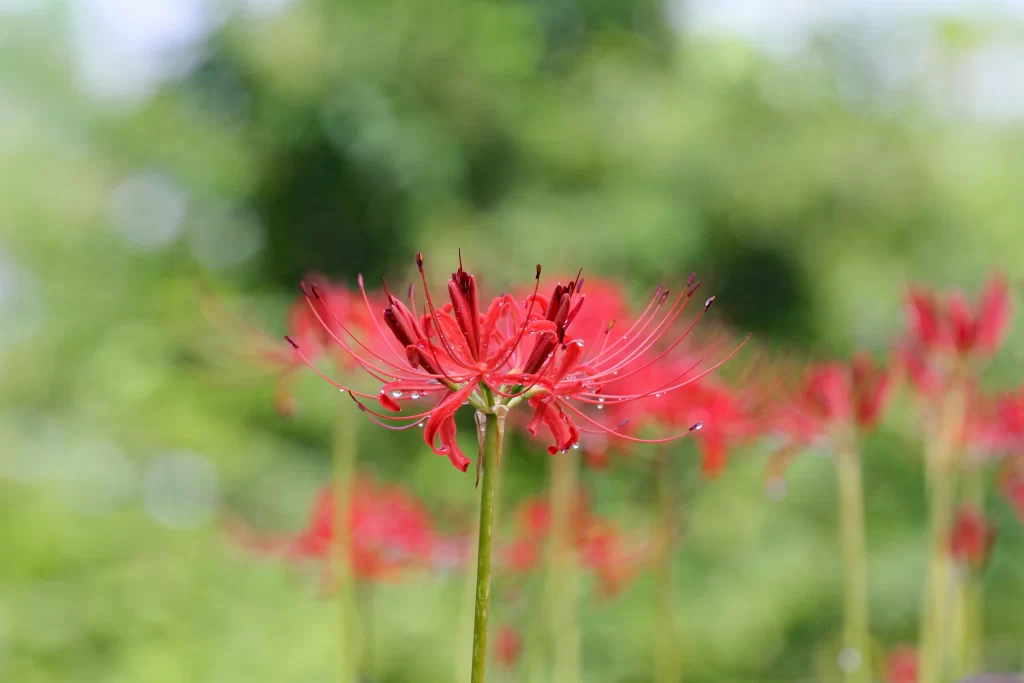 Red Spider Lily Petals Green warm Foliage