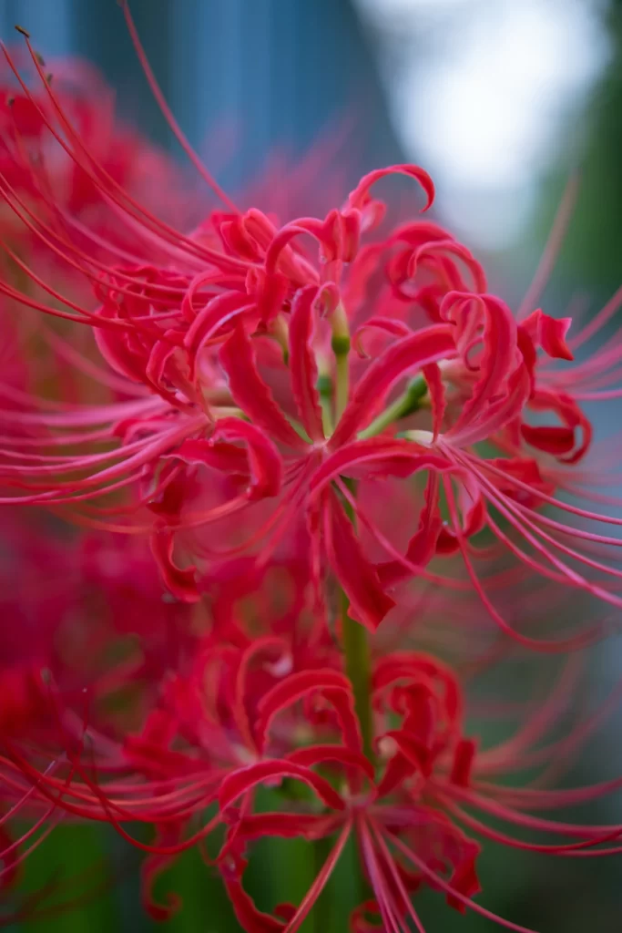Red Spider Lily Petals Green Stem Blue Background