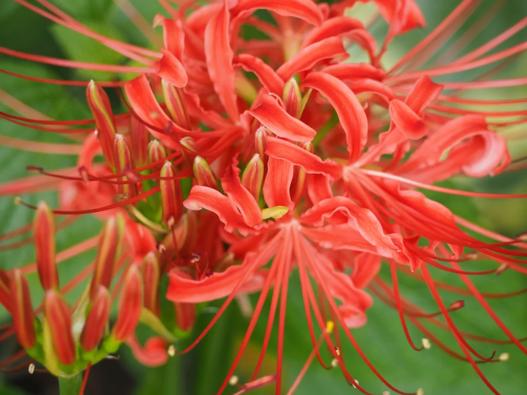 Red Spider Lily Petals Green Stem