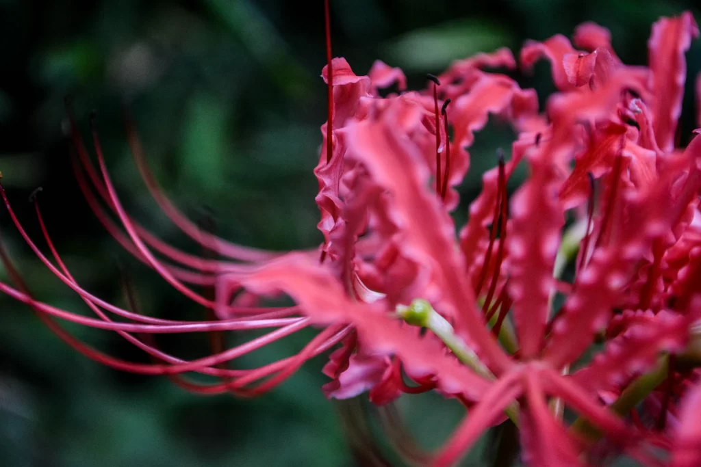 Red Spider Lily Pink Petals Green Background