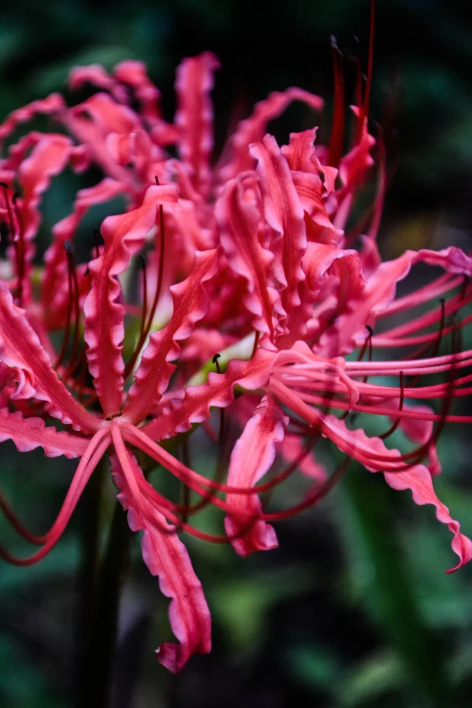 Red Spider Lily Pink Petals Green Leaves