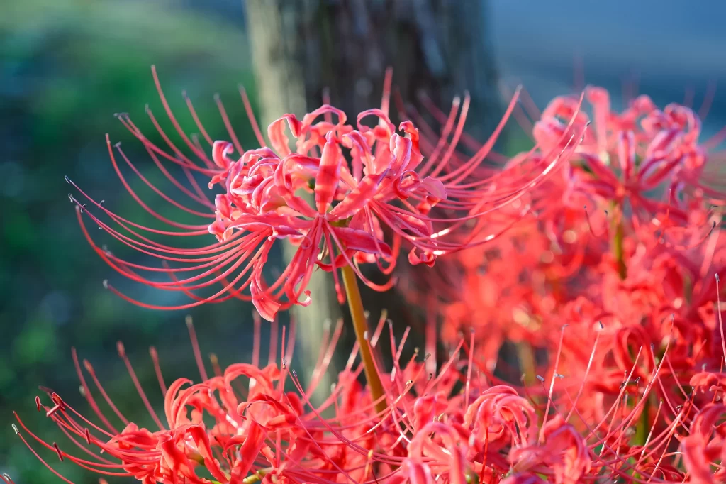Red Spider Lily Pink Petals Green Stem