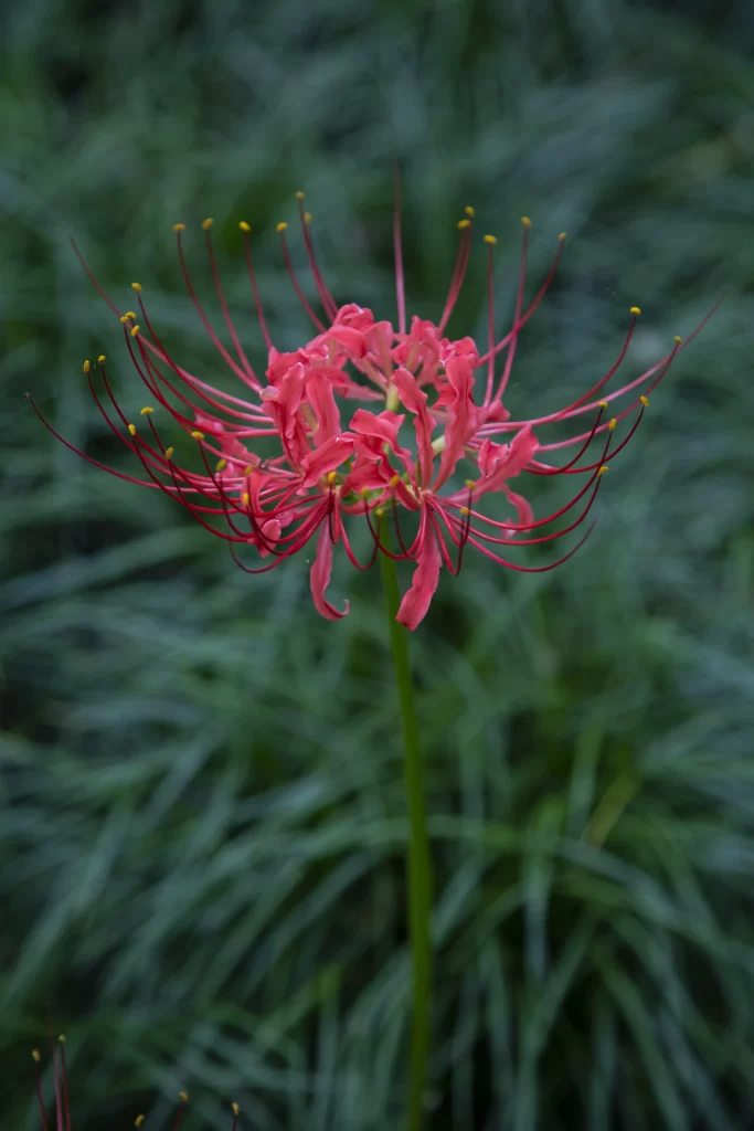 Red Spider Lily Pink Petals Green gray Grass