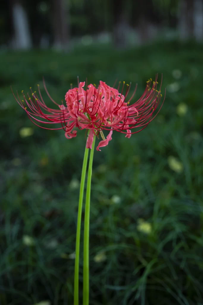 Red Spider Lily Pink Petals Green Stem Grass