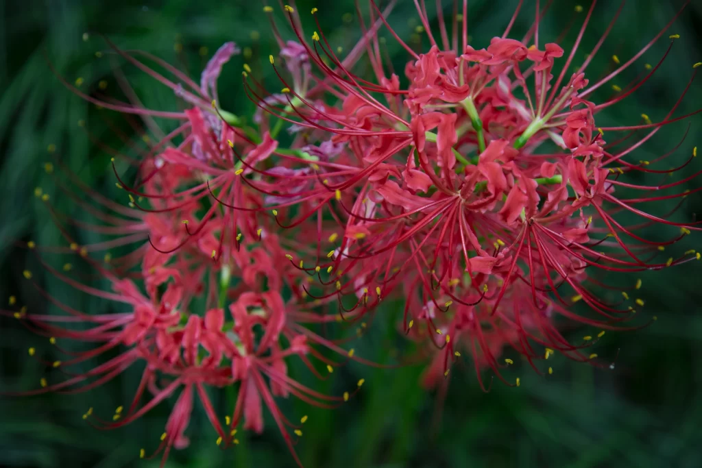 Red Spider Lily Pink Petals Yellow Stamen Green Leaves
