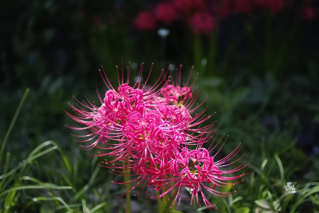Red Spider Lily Pink Petals Green dark Grass