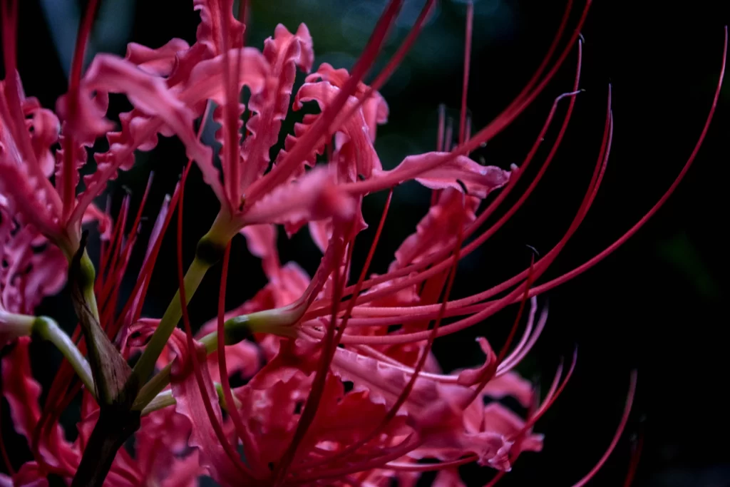 Red Spider Lily Pink Petals Green Stem Dark Background