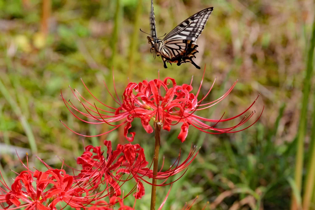 Red Spider Lily Red Black White Butterfly Green Grass
