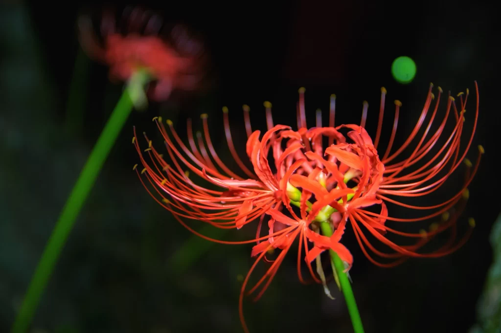 Red Spider Lily Red Green Dark Background