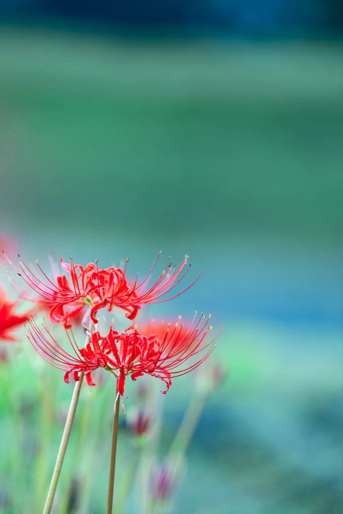Red Spider Lily Red Green Blue