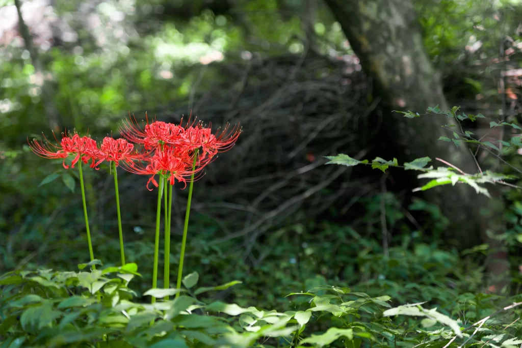 Red Spider Lily Red Green Forest