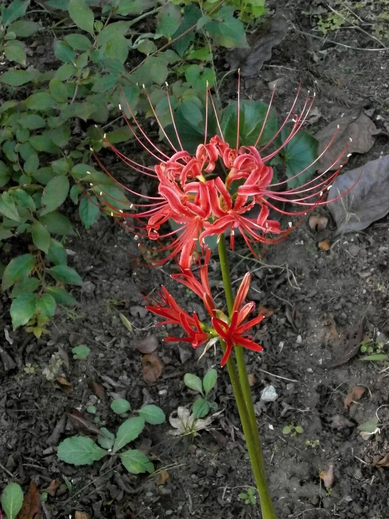 Red Spider Lily Red Green Brown